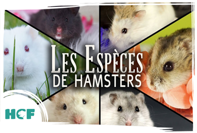 Informations Hamsters