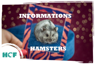 Informations Hamsters